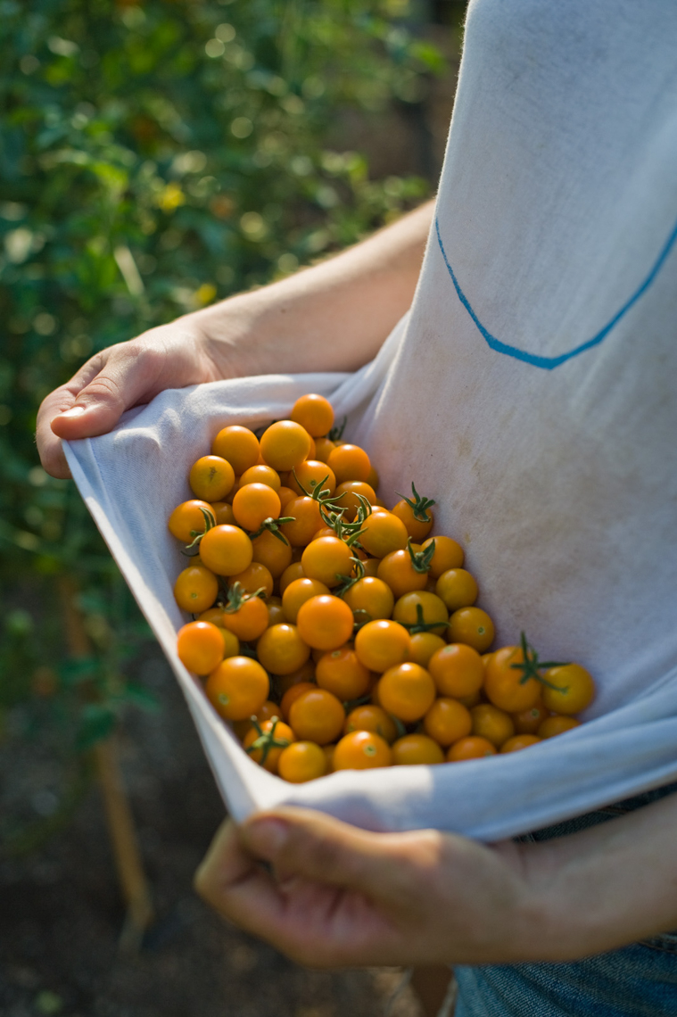 Farmer collecting Sungold tomatoes, Brooklyn Grange Rooftop Farm
