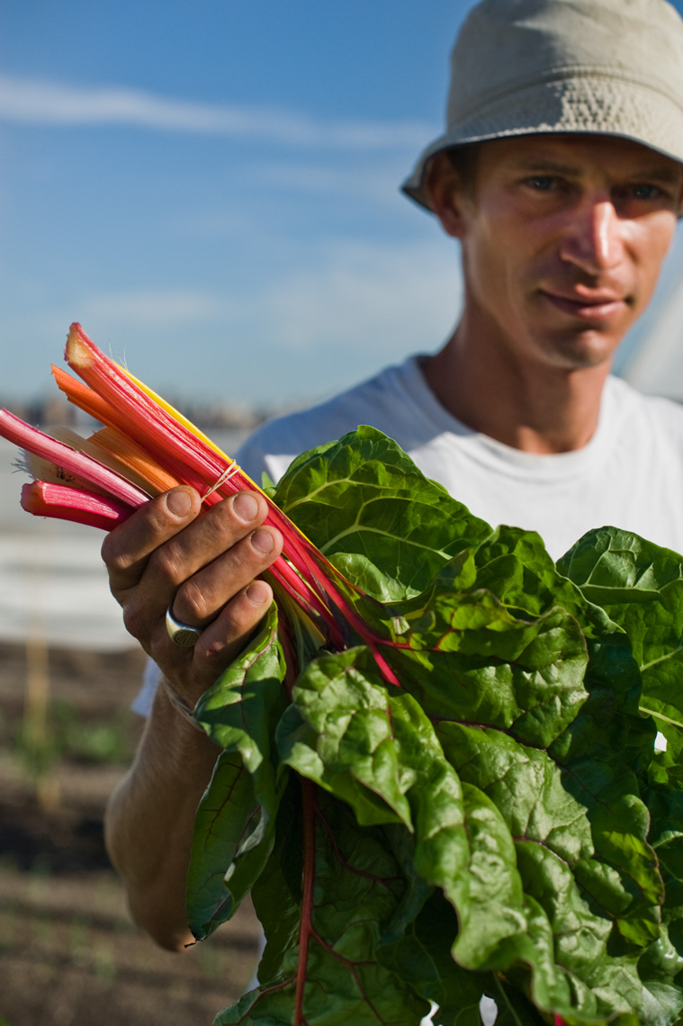 Farm Manager, Matt Jefferson holding Rainbow Chard, Brooklyn Gra
