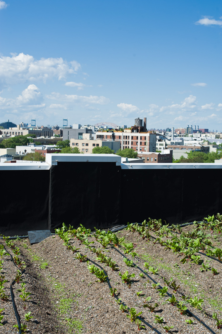 Valery-Rizzo-BrooklynGrange-24