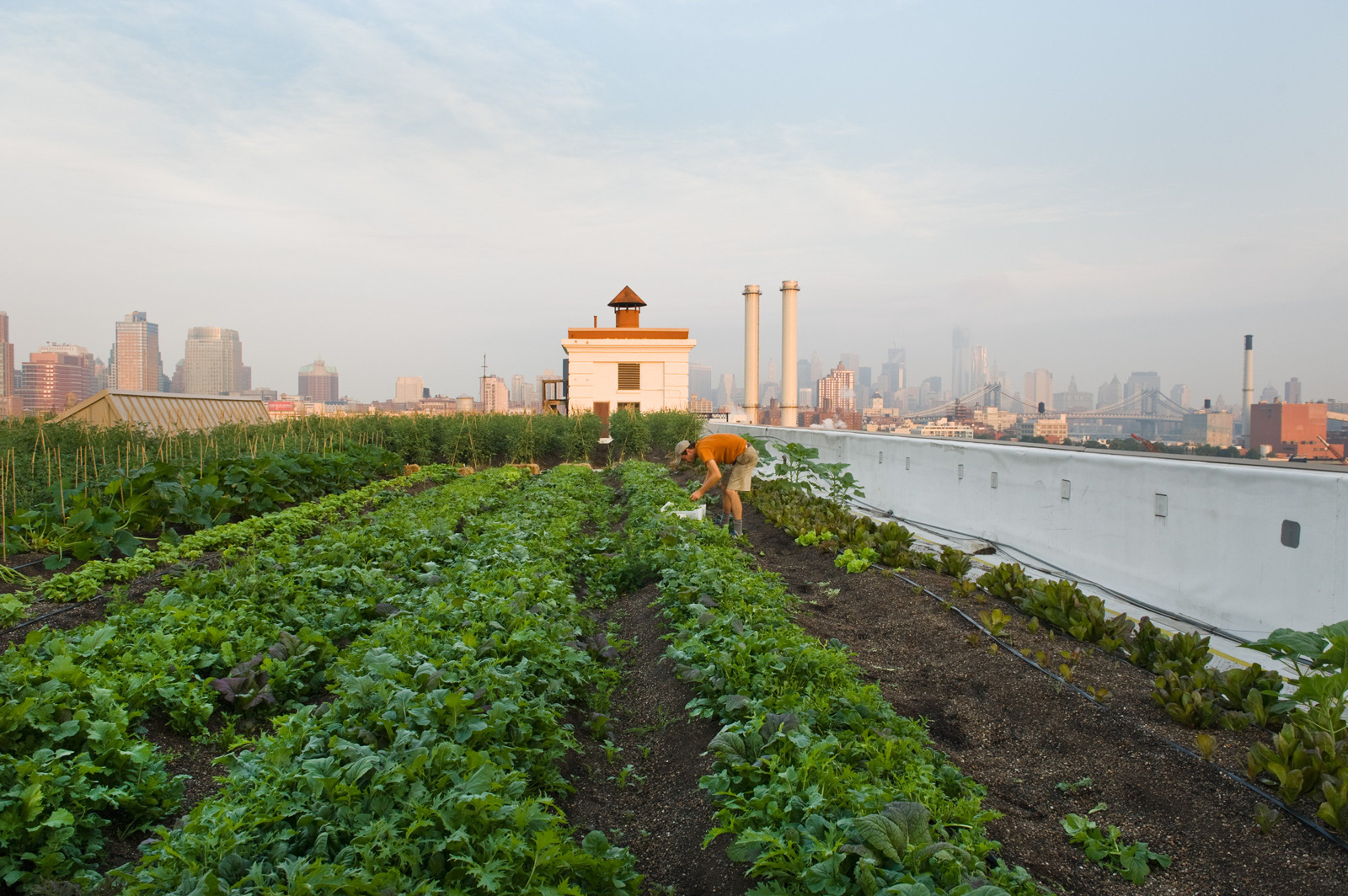 Ben Flanner, Brooklyn Grange Rooftop Farm, The Brooklyn Navy Yar