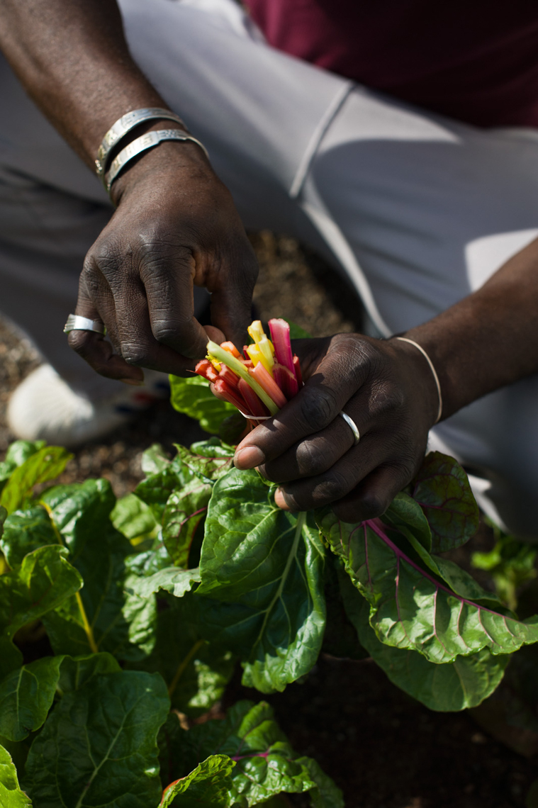 Farmer harvesting and gathering bunches of Rainbow Chard, Brookl